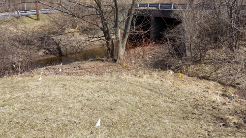 Winton Rain Garden 2014 (11)